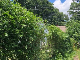 Bush Trimming by Recardo Hunter for Kyle M. in Richmond, VA