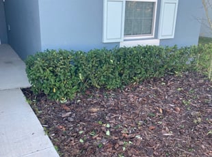 Bush Trimming by Jay Jackson for Jeo P. in Davenport, FL