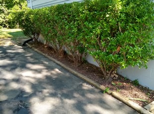 Bush Trimming by Dave Henley for Justin M. in Glen Allen, VA