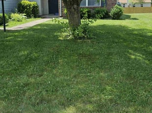 Lindsay D.'s Grass Cutting service result