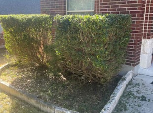 Bush Trimming by Beau Kirtner for My L. in San Antonio, TX