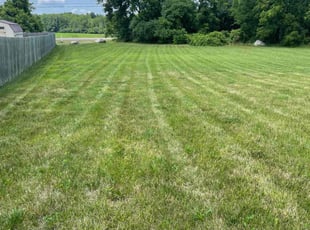 Csilla C.'s Yard Cutting service result