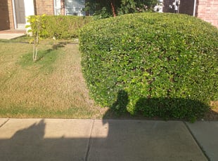 Bush Trimming by Devonn Ford for Mario S. in Fort Worth, TX