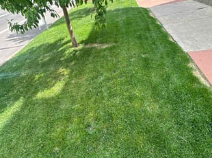 Matt F.'s Lawn Care service result
