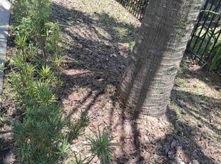 Weeding by Vinnie Vazquez for Sobrina C. in Orlando, FL