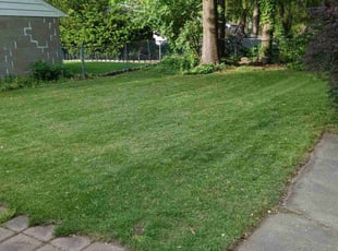 Dia S.'s Lawn Service service result