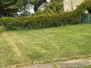 Matt L.'s Grass Cutting service result