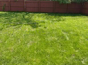 Sue I.'s Lawn Maintenance service result