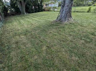 Lakeisha M.'s Lawn Service service result