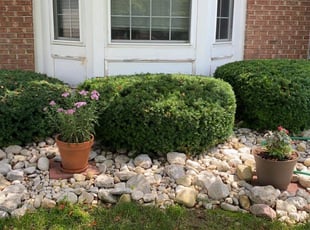 Bush Trimming by Jared Clapsaddle for Jamie J. in Springboro, OH