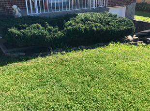 Bush Trimming by Elijah Freeman for Bobbi C. in Cheviot, OH