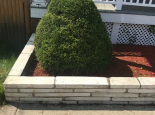 Bush Trimming by Antonio Amarante for Darrell W. in Providence, RI