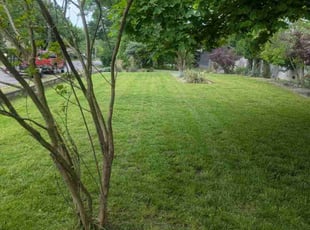 Dee B.'s Lawn Maintenance service result
