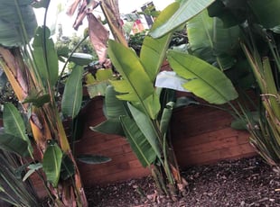 Leaf Removal by Santos Pereira for Devin C. in Los Angeles, CA