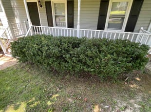 Bush Trimming by Chris Thomas for Charis Q. in Chester, VA