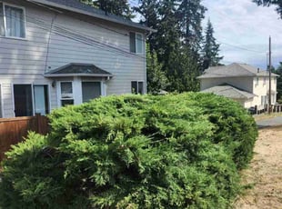 Bush Trimming by Conway Samuels for Terry M. in SeaTac, WA