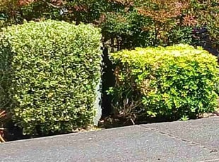 Bush Trimming by Brandon Hill for Jasmine A. in Vancouver, WA