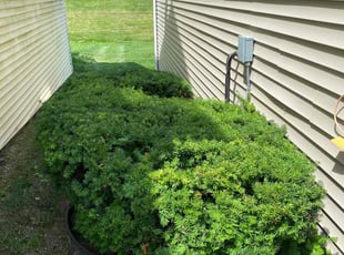 Bush Trimming by Darren Mudget for Brian B. in Grand Ledge, MI