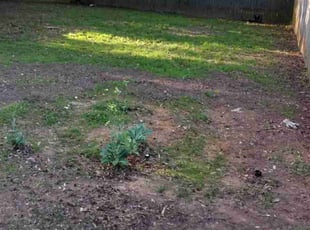 Leaf Removal by Aubrey Mccoy for Wyatt J. in Atlanta, GA