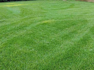 Corry L.'s Yard Cutting service result