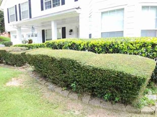 Bush Trimming by Willie P for Anthony W. in Lithonia, GA
