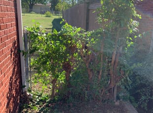 Bush Trimming by Cleo Hill for Justen P. in Tulsa, OK