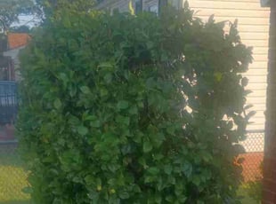 Bush Trimming by Chris Lawrence for Nicole S. in Norfolk, VA