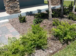 Weeding by Elvin Aponte for Anthony W. in Kissimmee, FL