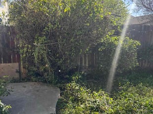 Bush Trimming by Martin Marquez for Alexandra F. in Patterson, CA