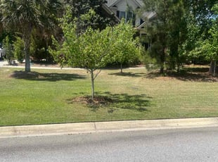 Shannon B.'s Lawn Service service result