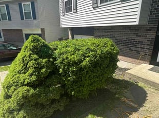 Bush Trimming by Jay Robbe for Stan E. in Cincinnati, OH