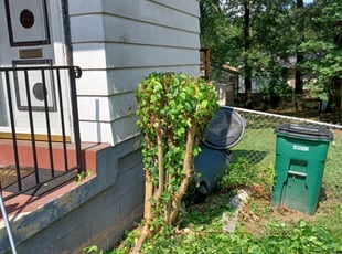 Candice M.'s Bush Trimming service result