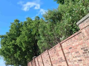 Don L.'s Bush Trimming service result