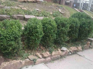 Bush Trimming by James McKay for Kim P. in Denver, CO
