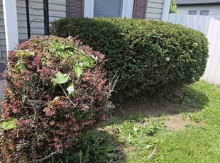 Bush Trimming by James Cole for Scott K. in Indianapolis, IN