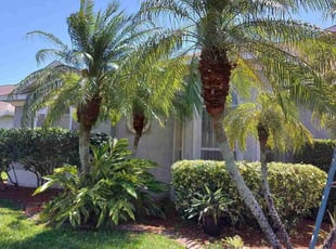 Bush Trimming by James Brown for Shirley S. in Melbourne, FL