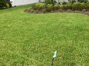 Sarah W.'s Lawn Mowing service result