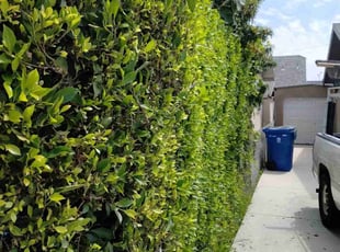 Bush Trimming by Oscar Salinas for Reginald G. in Inglewood, CA