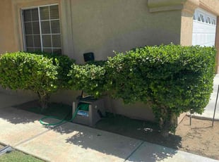Bush Trimming by David Morgan for Doris H. in Bakersfield, CA