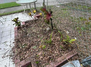 Toni Z.'s Flower Bed Weeding service result