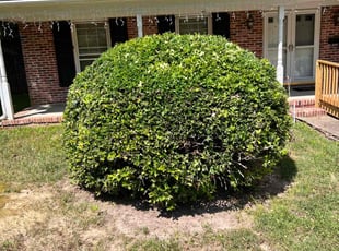 Bush Trimming by Yehoshua Israel for Ricky C. in Newport News, VA