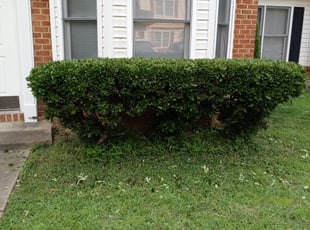 Bush Trimming by Terrill Williams for Olivia B. in Yorktown, VA