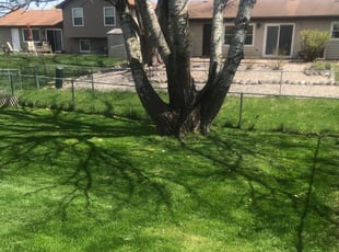 Michael S.'s Yard Cutting service result