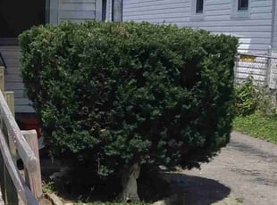 Bush Trimming by Chris Slone for Amy B. in Louisville, KY
