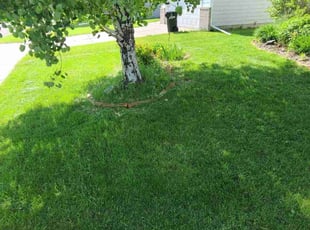 Jessie T.'s Lawn Service service result