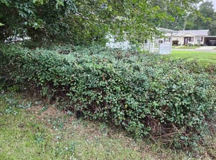 Bush Trimming by Anthony Wagner for Luna E. in Granite City, IL