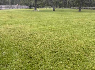 Kim D.'s Grass Cutting service result