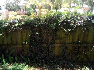 Cleanups by Carl Ridle for Gary A. in Orlando, FL