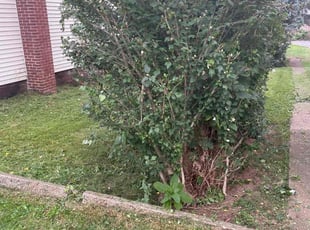 Bush Trimming by Brian S & Rachel P for Lori M. in Middletown, PA