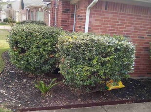 Bush Trimming by Ed Wattis for Ian K. in Pflugerville, TX